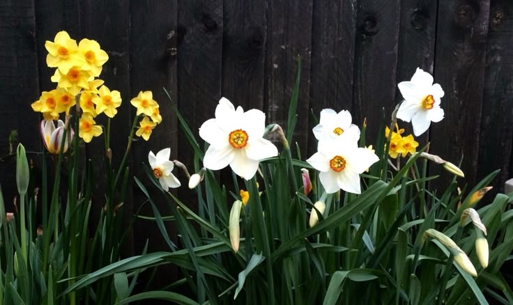 Tử vi vòng quay công nghệ ngày 3/7/2025: Tuổi Dần trăm việc đều tốt, tuổi Mão xung đột ý kiến