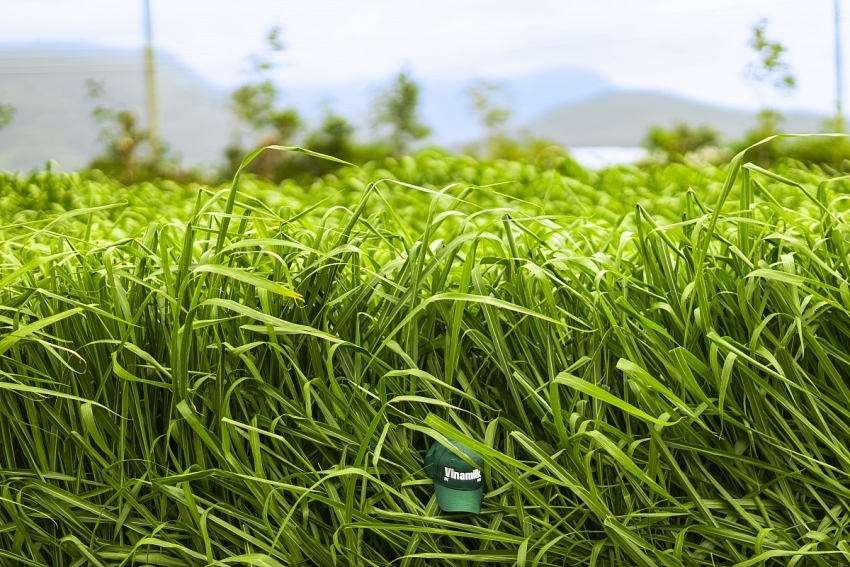 Vinamilk “Mở khóa tự nhiên” tại Green Farm: Mô hình sinh thái truyền cảm hứng doanh nghiệp. Vinamilk “Mở khóa tự nhiên” tại Green Farm: Mô hình sinh thái truyền cảm hứng doanh nghiệp.