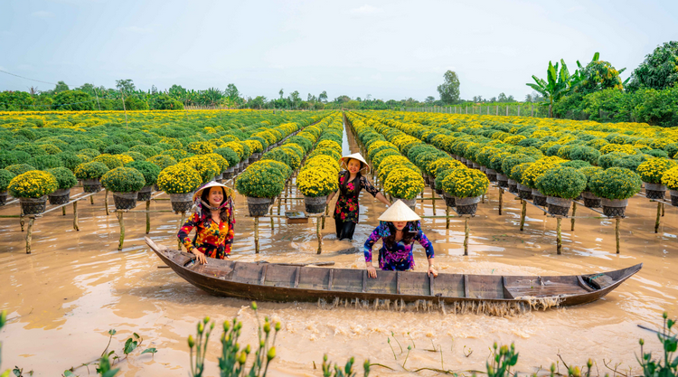 Hiệu quả công nghệ nuôi cấy mô trong sản xuất hoa kiểng, cây giống Hiệu quả công nghệ nuôi cấy mô trong sản xuất hoa kiểng, cây giống