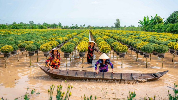 Hiệu quả công nghệ nuôi cấy mô trong sản xuất hoa kiểng, cây giống