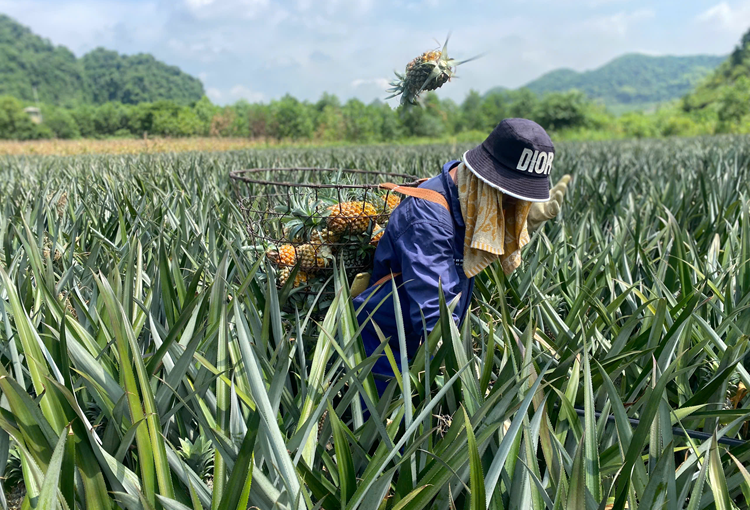 Phú Long thơm ngát mùa dứa chín