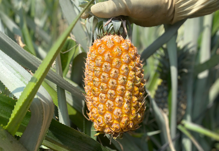 Phú Long thơm ngát mùa dứa chín