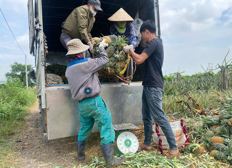 Phú Long thơm ngát mùa dứa chín