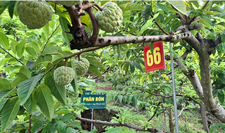 Thái Nguyên: Tạo động lực tăng trưởng từ nông sản chủ lực