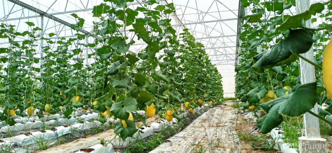 Công nghệ cao giúp lĩnh vực chế biến rau quả, thủy sản Tây Ninh đột phá