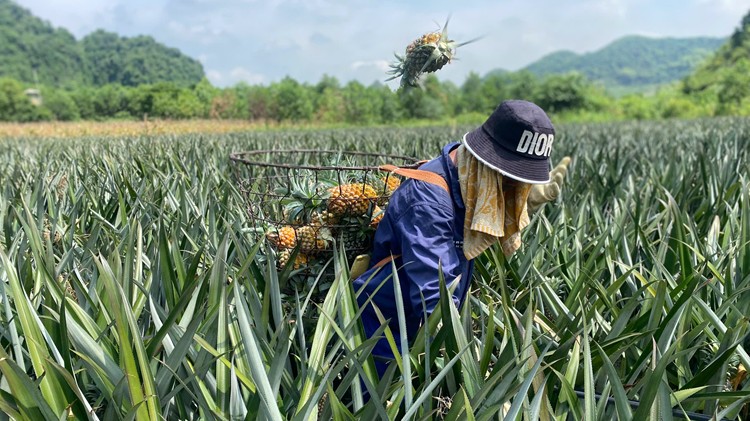 Phú Long thơm ngát mùa dứa chín