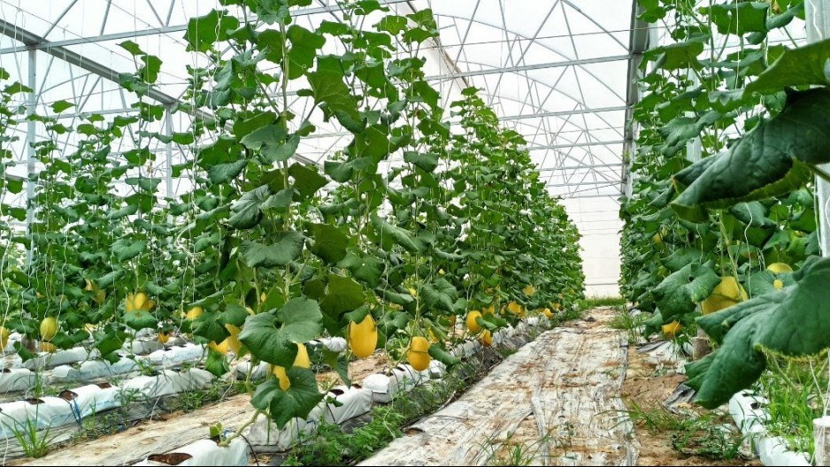 Công nghệ cao giúp lĩnh vực chế biến rau quả, thủy sản Tây Ninh đột phá