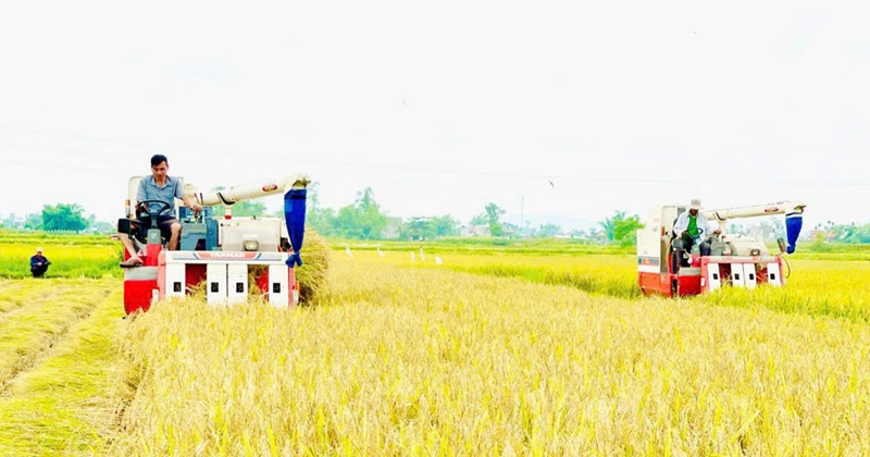 Đà Nẵng: Phát triển kinh tế bền vững từ mô hình hợp tác xã nông nghiệp