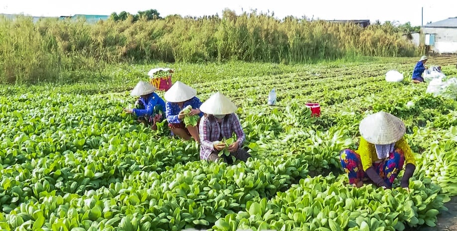 Đà Nẵng: Phát triển kinh tế bền vững từ mô hình hợp tác xã nông nghiệp