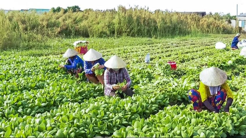 Đà Nẵng: Phát triển kinh tế bền vững từ mô hình hợp tác xã nông nghiệp