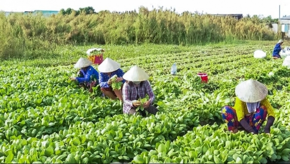 Đà Nẵng: Phát triển kinh tế bền vững từ mô hình hợp tác xã nông nghiệp