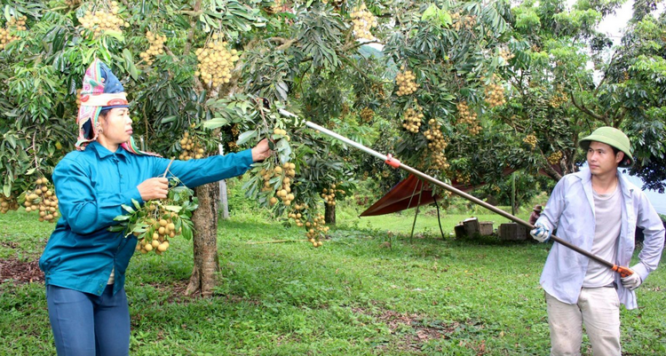 Nâng cao giá trị nông sản, Sơn La mở rộng dư địa tăng trưởng