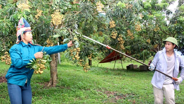 Nâng cao giá trị nông sản, Sơn La mở rộng dư địa tăng trưởng