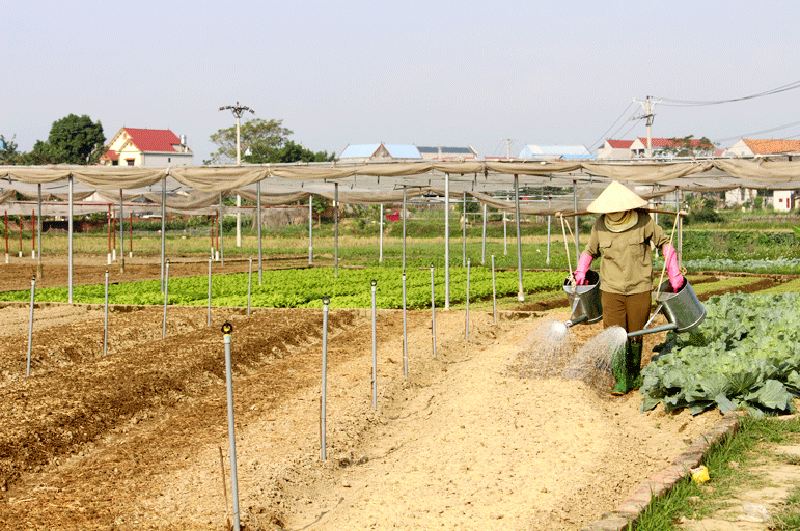 Thái Nguyên hỗ trợ sinh kế, hướng mục tiêu giảm nghèo bền vững Thái Nguyên hỗ trợ sinh kế, hướng mục tiêu giảm nghèo bền vững