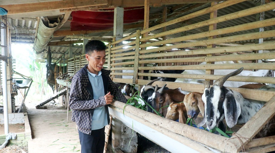 Thái Nguyên hỗ trợ sinh kế, hướng mục tiêu giảm nghèo bền vững Thái Nguyên hỗ trợ sinh kế, hướng mục tiêu giảm nghèo bền vững