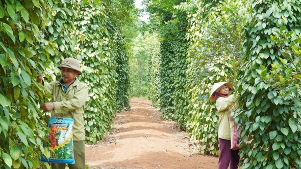Xuất khẩu hồ tiêu duy trì đà tăng trưởng