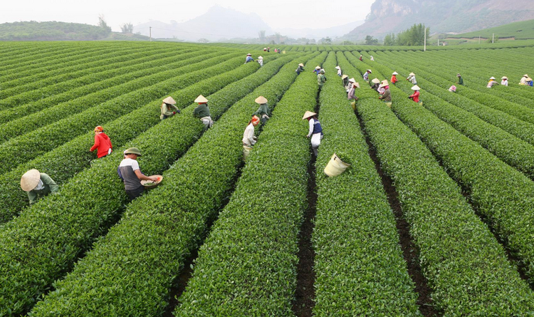Thay đổi tư duy sản xuất, gia tăng giá trị ngành nông nghiệp Thay đổi tư duy sản xuất, gia tăng giá trị ngành nông nghiệp
