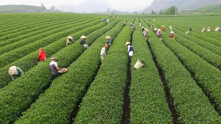 Thay đổi tư duy sản xuất, gia tăng giá trị ngành nông nghiệp