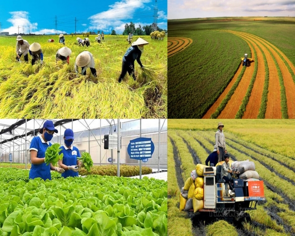 Nâng tầm nông sản Việt bằng chuỗi giá trị và công nghệ