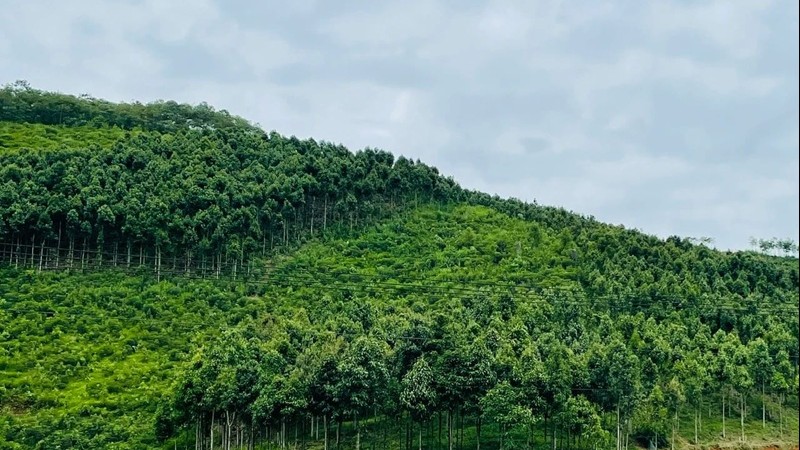 Lào Cai duy trì ổn định tỷ lệ che phủ rừng ở mức 60%