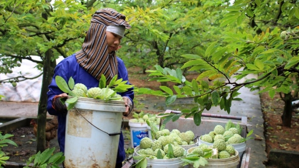 Phát triển vùng nông sản chủ lực gắn với chế biến sâu