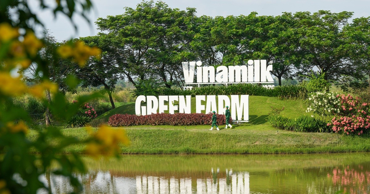Vinamilk đóng góp gần 45% tổng cổ tức SCIC thu được trong năm 2025 Vinamilk đóng góp gần 45% tổng cổ tức SCIC thu được trong năm 2025