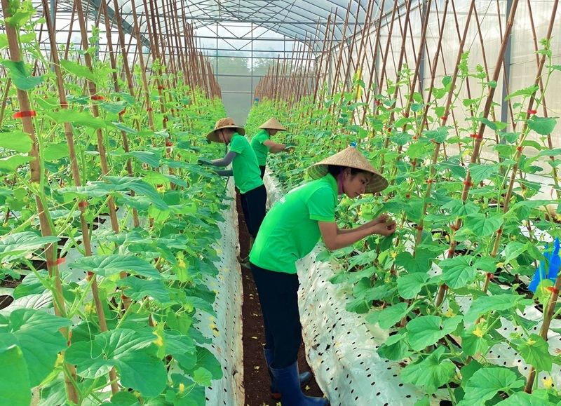 Xây dựng chuỗi liên kết bền vững, nâng cao giá trị nông sản