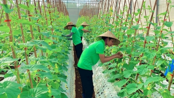 Xây dựng chuỗi liên kết bền vững, nâng cao giá trị nông sản