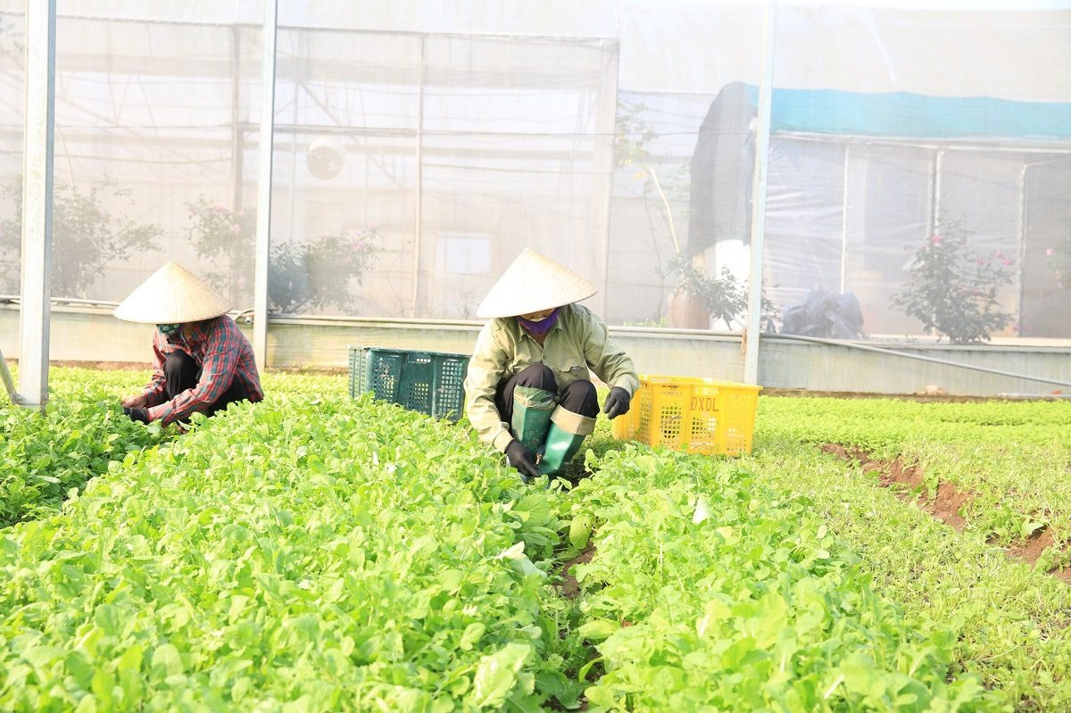 Hà Nội thúc đẩy sản xuất nông sản an toàn gắn với chuyển đổi số Hà Nội thúc đẩy sản xuất nông sản an toàn gắn với chuyển đổi số