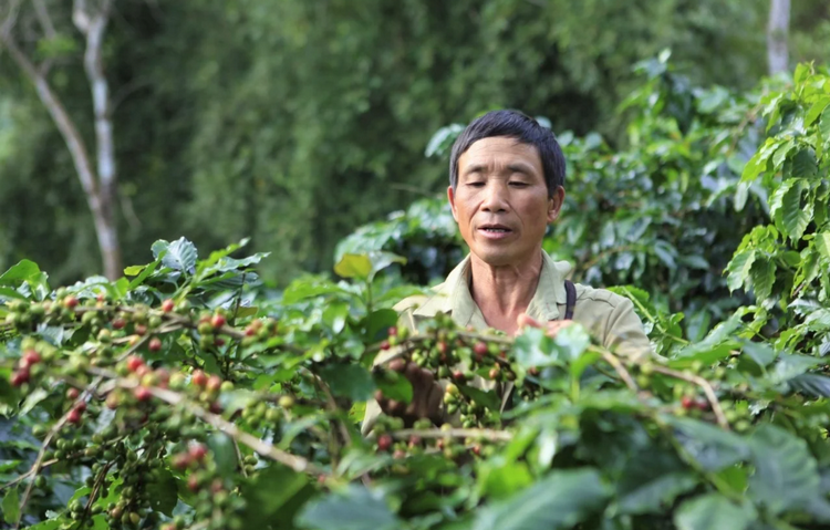 Tập trung tái cơ cấu nông nghiệp, gia tăng giá trị nông sản Tập trung tái cơ cấu nông nghiệp, gia tăng giá trị nông sản
