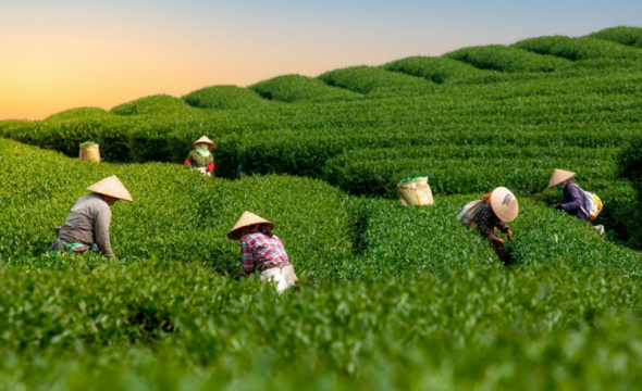 Tuyên Quang: Cây trồng chủ lực giúp nâng cao giá trị kinh tế
