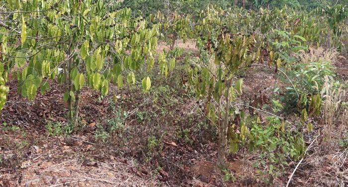 Kịch bản rủi ro do El Nino