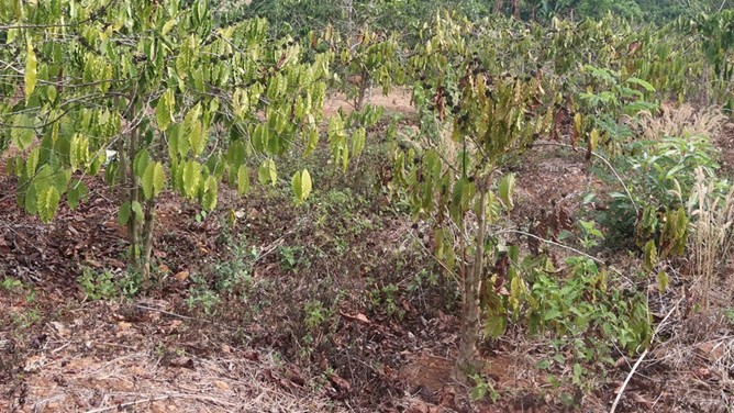 Kịch bản rủi ro do El Nino