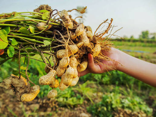 Chuyển đổi cơ cấu cây trồng mở hướng phát triển kinh tế bền vững