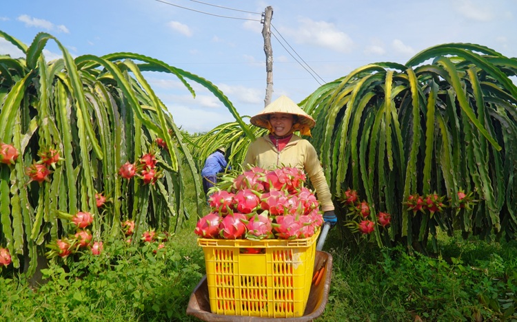 Xuất khẩu rau quả duy trì đà tăng trưởng