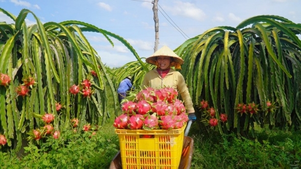 Xuất khẩu rau quả duy trì đà tăng trưởng