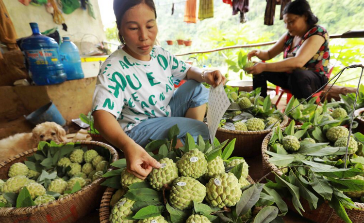 Mở rộng thị trường, tăng giá trị na Lạng Sơn