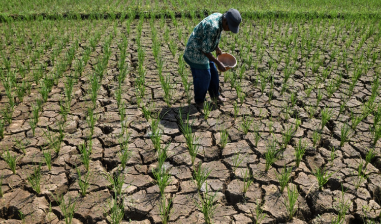 El Niño kéo dài khiến sản lượng lúa tại Indonesia suy giảm El Niño kéo dài khiến sản lượng lúa tại Indonesia suy giảm