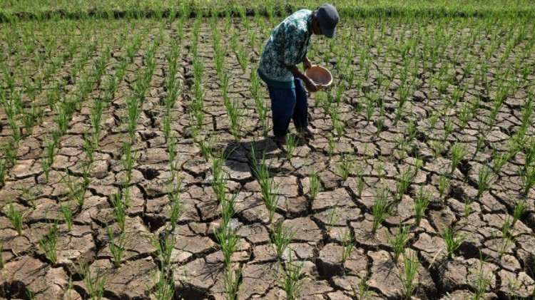 El Niño kéo dài khiến sản lượng lúa tại Indonesia suy giảm