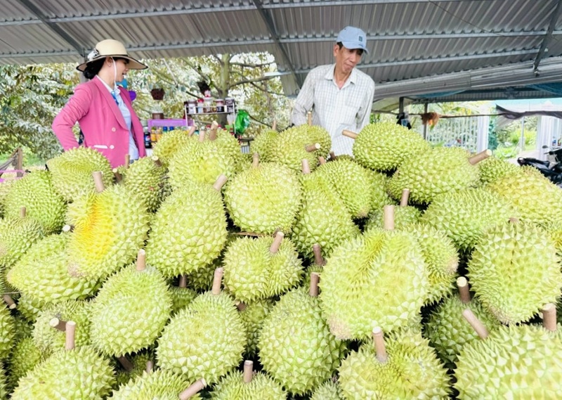 Mở rộng thị trường xuất khẩu sầu riêng Mở rộng thị trường xuất khẩu sầu riêng