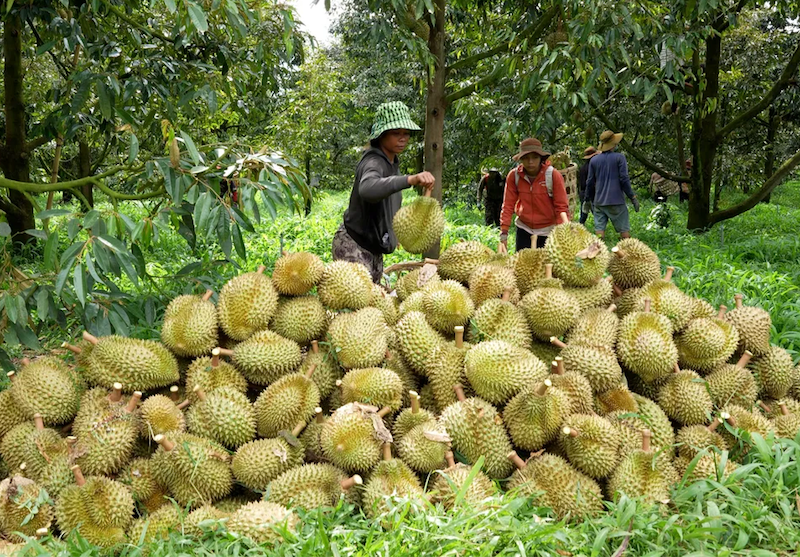 Mở rộng thị trường xuất khẩu sầu riêng Mở rộng thị trường xuất khẩu sầu riêng