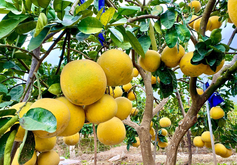 Bắc Ninh mở rộng vùng trồng được cấp mã số xuất khẩu Bắc Ninh mở rộng vùng trồng được cấp mã số xuất khẩu