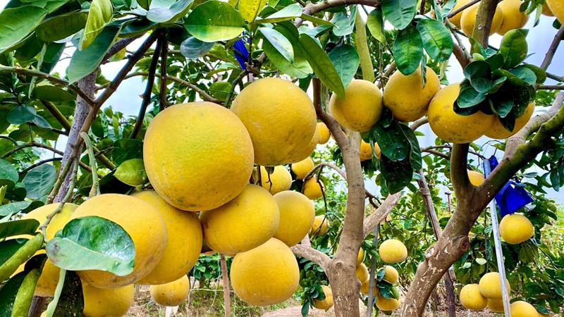 Bắc Ninh mở rộng vùng trồng được cấp mã số xuất khẩu