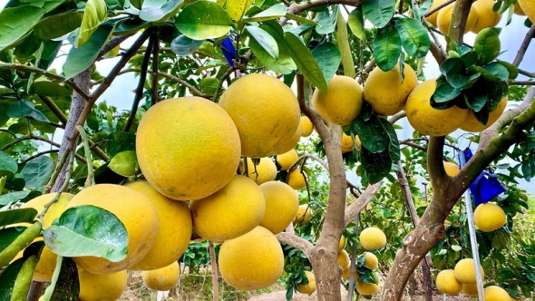 Bắc Ninh mở rộng vùng trồng được cấp mã số xuất khẩu