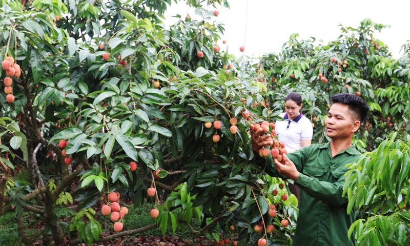 Bắc Ninh mở rộng vùng trồng được cấp mã số xuất khẩu Bắc Ninh mở rộng vùng trồng được cấp mã số xuất khẩu