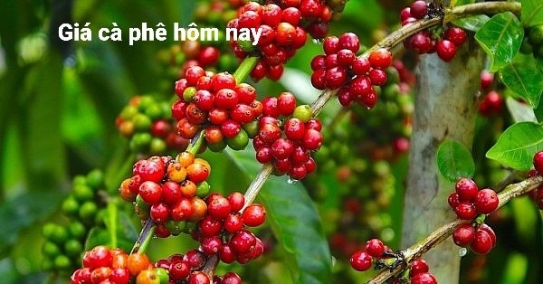 Giá cà phê hôm nay 3/8: Thị trường chững lại