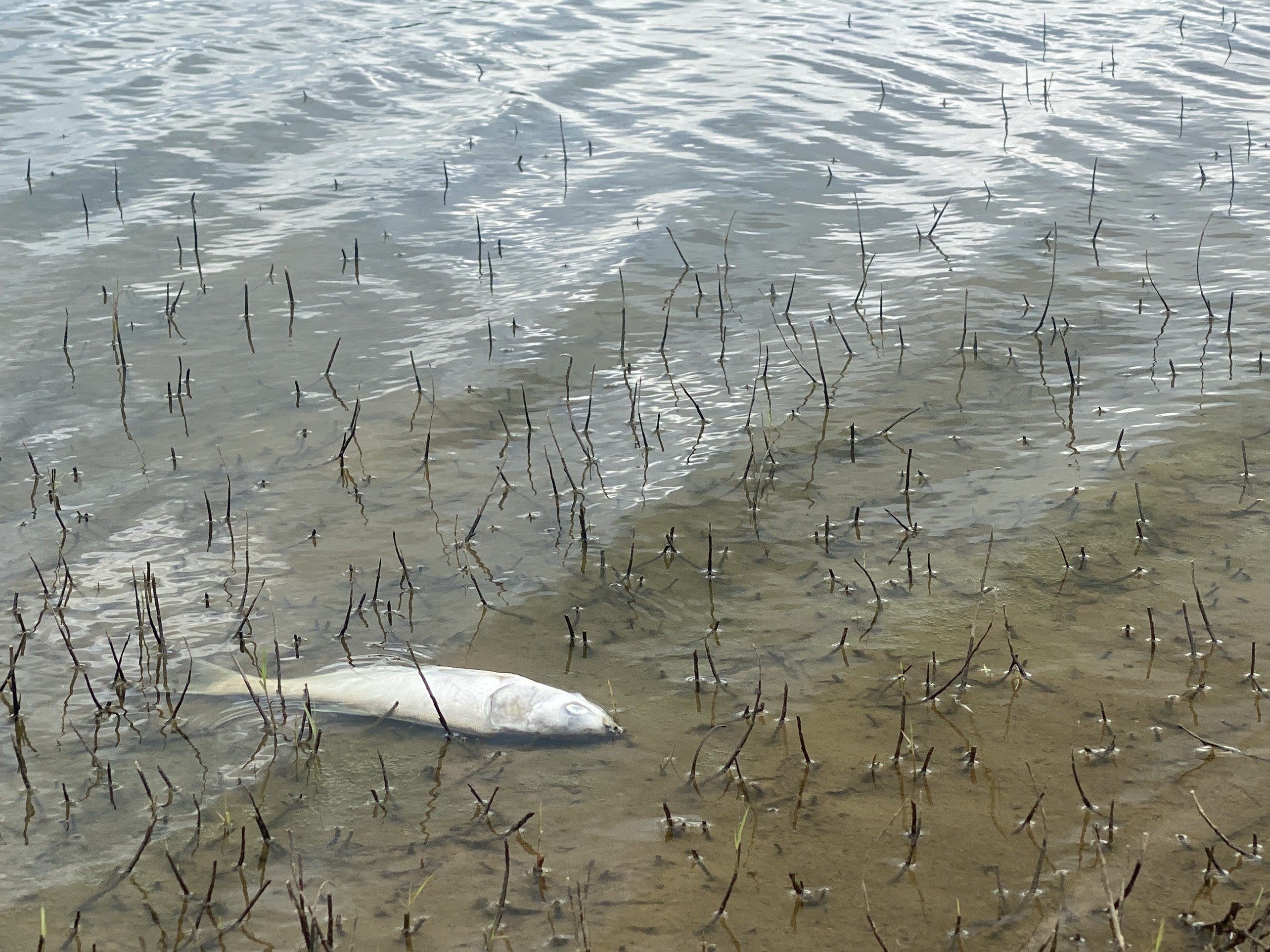 Xác định nguyên nhân cá chết tại hồ Khe Lang