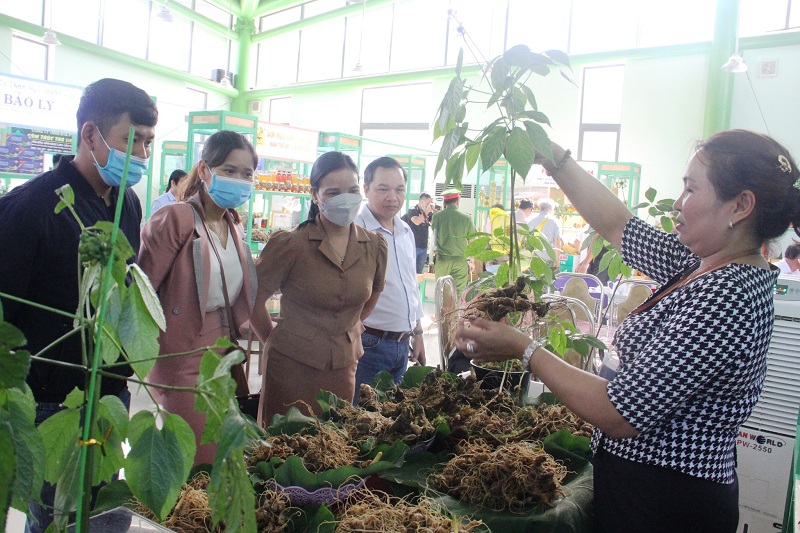 Phát triển sâm Ngọc Linh thành ngành công nghiệp tỷ USD