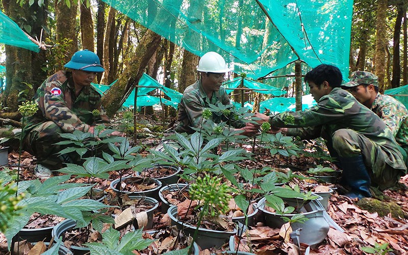 Phát triển sâm Ngọc Linh thành ngành công nghiệp tỷ USD