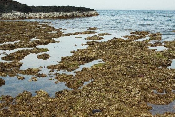 Tăng cường quản lý, bảo vệ hệ sinh thái san hô